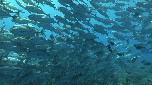 海底世界深海鱼群视频