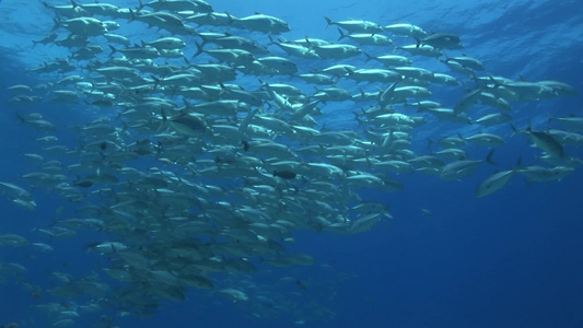 海水中大批鱼群结伴游动视频