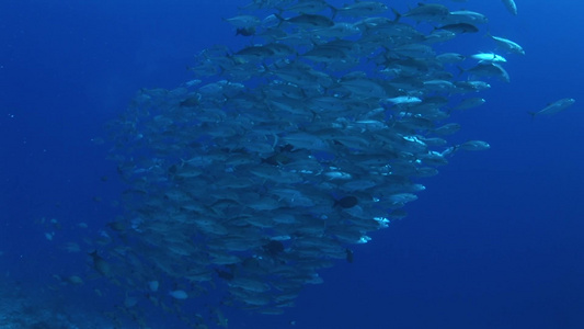 海底世界深海鱼群视频