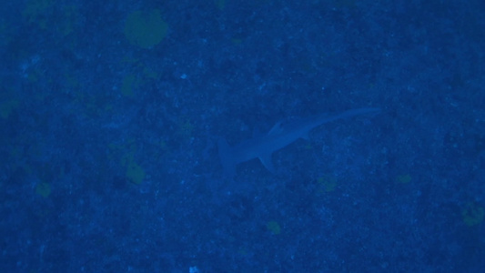 锤头鲨鱼在海底游弋捕食视频