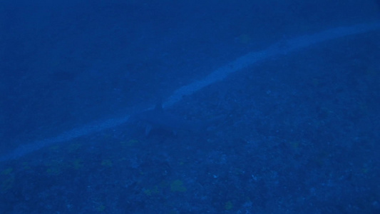 蓝色深海里的锤头鲨在游动视频