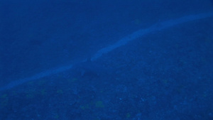 蓝色深海里的锤头鲨在游动17秒视频