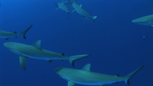 深海鲨鱼群40秒视频