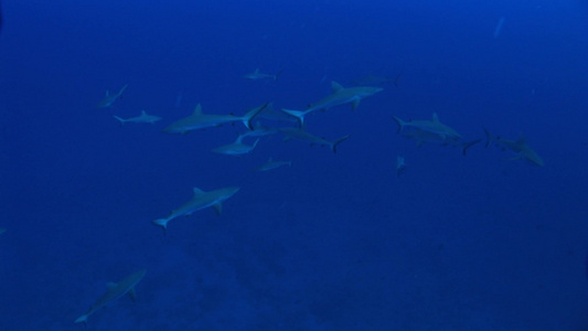 深海中的鲨鱼群视频