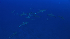 深海中的鲨鱼群25秒视频