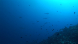 大海中的鲨鱼群27秒视频