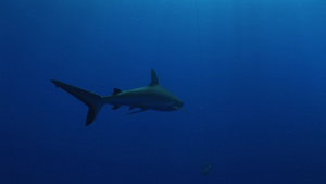 灰礁鲨7秒视频