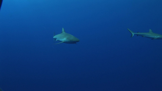 海底的鲨鱼视频