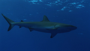 海底的鲨鱼16秒视频