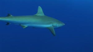 深海里游动的鲨鱼7秒视频