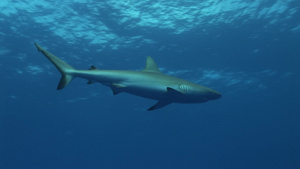 深海里游动的鲨鱼15秒视频