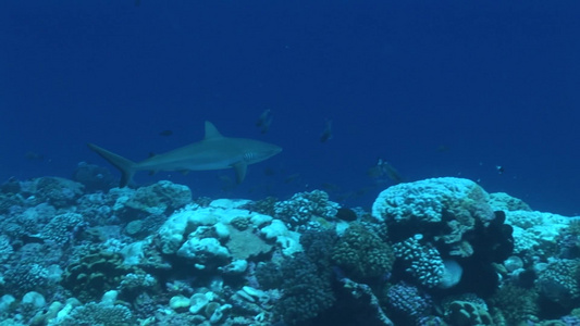 潜水遇到深海的鲨鱼视频