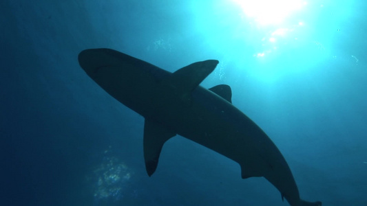 海底的鲨鱼视频