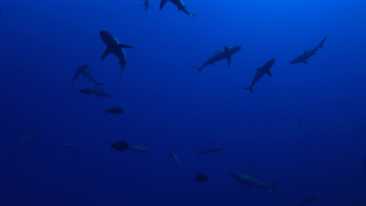 深海的鲨鱼群视频