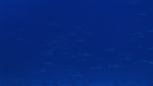 深海鱼群11秒视频