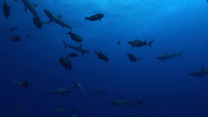 水下游动的鲨鱼群38秒视频