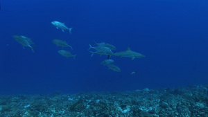 深海中的鲨鱼群7秒视频