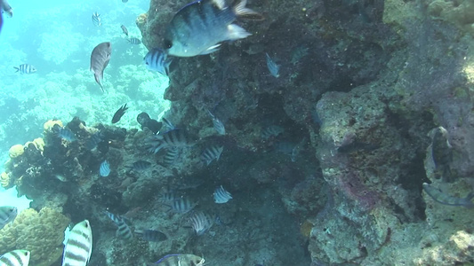 海底里的鱼群视频