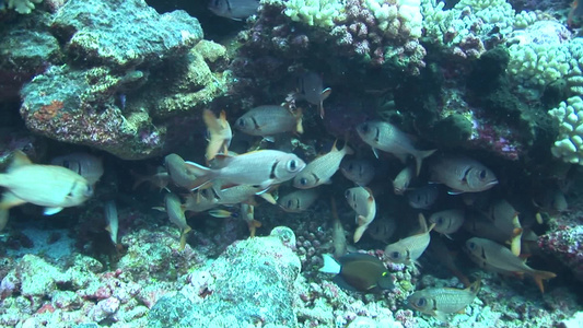海底鱼群视频