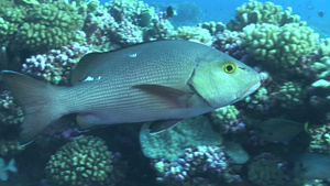 海底的鱼和珊瑚8秒视频