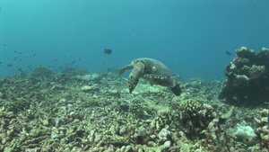 野生海龟游弋在海底珊瑚20秒视频