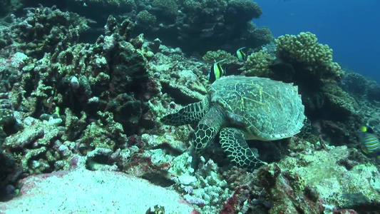 海底觅食的海龟视频