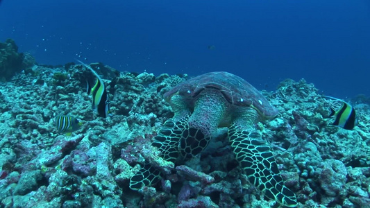 在深海里的珊瑚礁乌龟和鱼视频