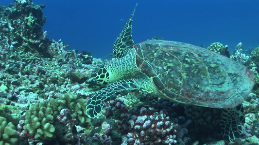 热带深海海龟视频