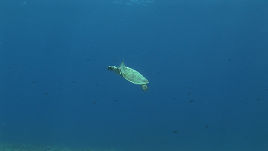 深海游泳的海龟视频