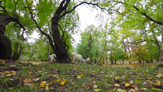 山羊在秋天的公园吃草视频