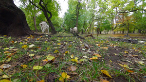 秋天的山羊在公园吃草11秒视频