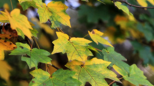 黄绿色的枫树叶在秋风里摆动15秒视频