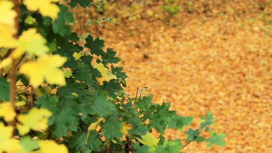 秋天落叶美丽的颜色视频