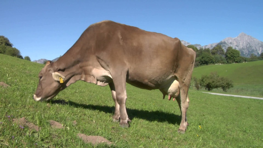 瑞士阿尔卑斯山上吃草的奶牛视频