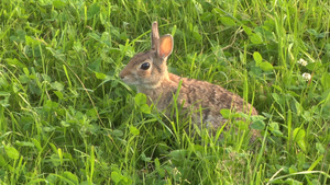 动物兔子5秒视频