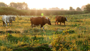 黄昏下一群回牧场的奶牛14秒视频