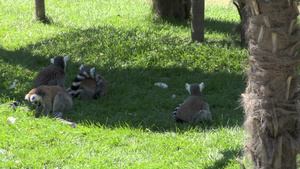 一群狐猴在草地上休息15秒视频