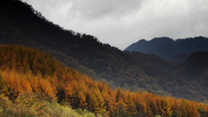 秋天的森林和山10秒视频