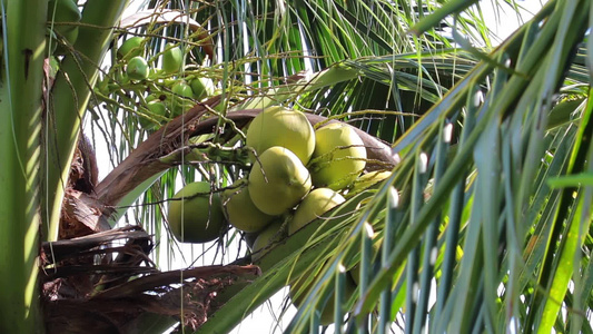 绿色的椰子[椰青]视频