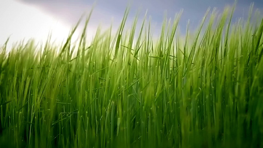田野里有绿色的大麦在风中摇曳视频