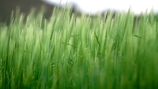 田野里绿色的大麦在风中摇曳视频