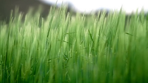 田野里绿色的大麦在风中摇曳29秒视频