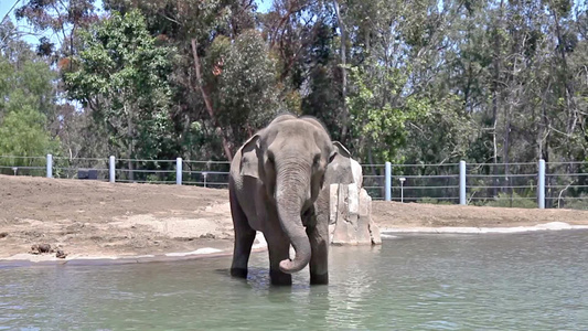 动物园里玩水的大象视频