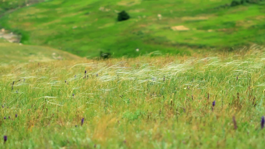 克里米亚草原上的羽毛草自然风景视频