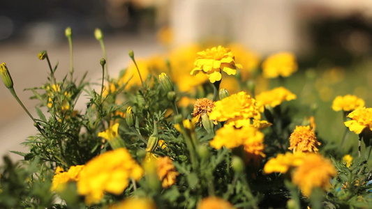 风中舞动的黄色花朵[深黄色]视频
