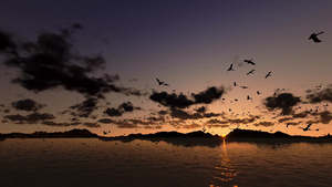 日出时在海平面鸟飞翔20秒视频