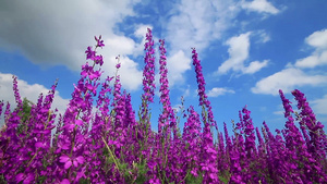 蓝色天空下的紫色花朵20秒视频