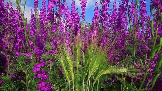 紫色花丛中的麦穗视频