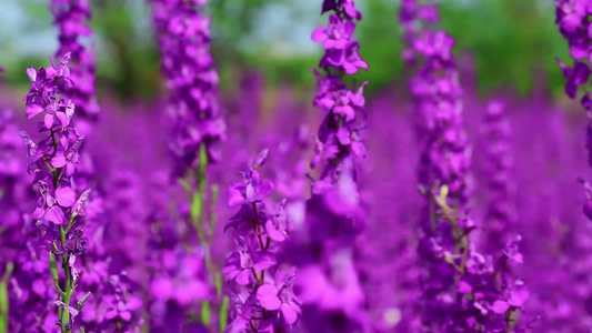 夏日草地上一片紫色地球花视频