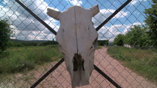 草场外的铁丝网上挂有牛头骨作为警告标志视频